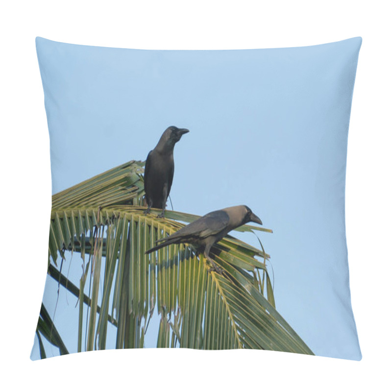 Personality  A Picture Of A Crow (Corvus) Sitting In A Coconut Palm Leaf Pillow Covers