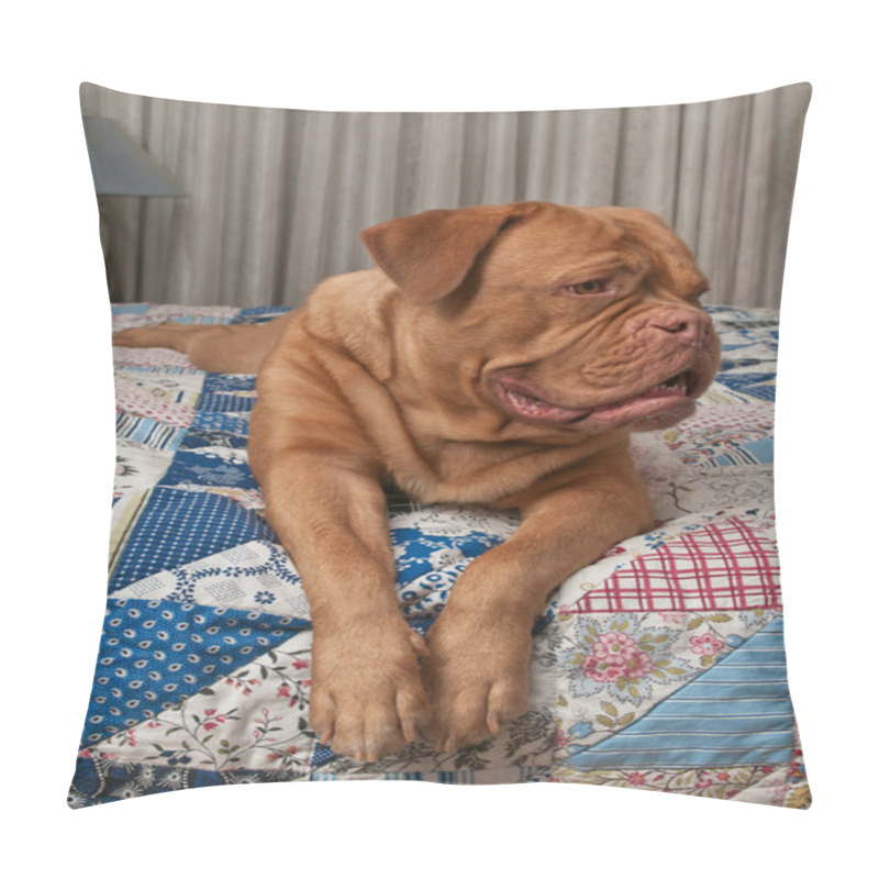 Personality  Lovely French Mastiff Puppy Laying In Bed With Handmade Patchwork Quilt Pillow Covers