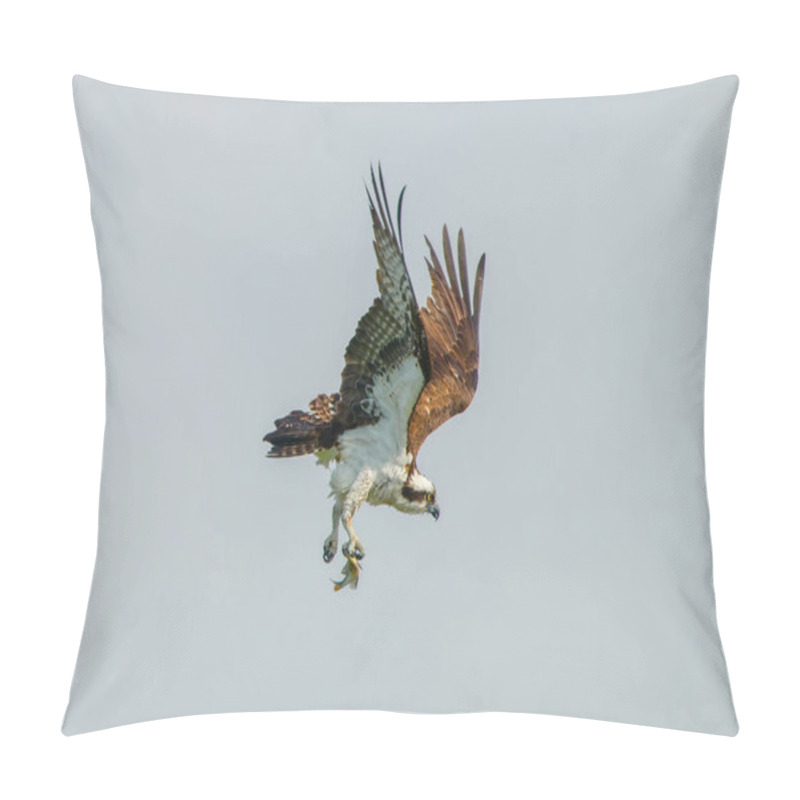 Personality  Osprey (Pandion Haliaetus) Flying With Fish In Its Talons As It Changes Direction Mid Air In Grey Sky Pillow Covers