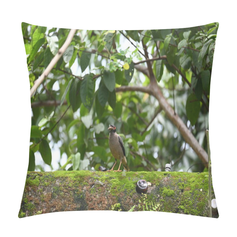 Personality  Indian Myna Birds. Its Other Names Common Myna And Mynah. This Is  A Bird Of The Starling Family Sturnidae. This Is A Group Of Passerine Birds Which Are Native To Southern Asia, Especially India.  Pillow Covers