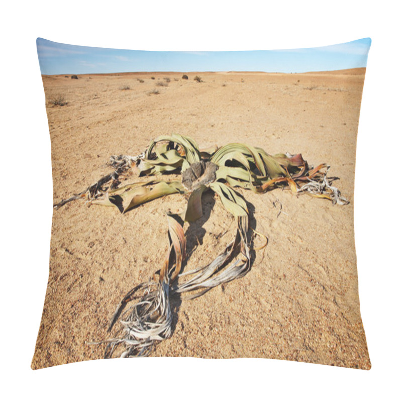 Personality  Desert Plant Welwitschia Mirabilis Pillow Covers