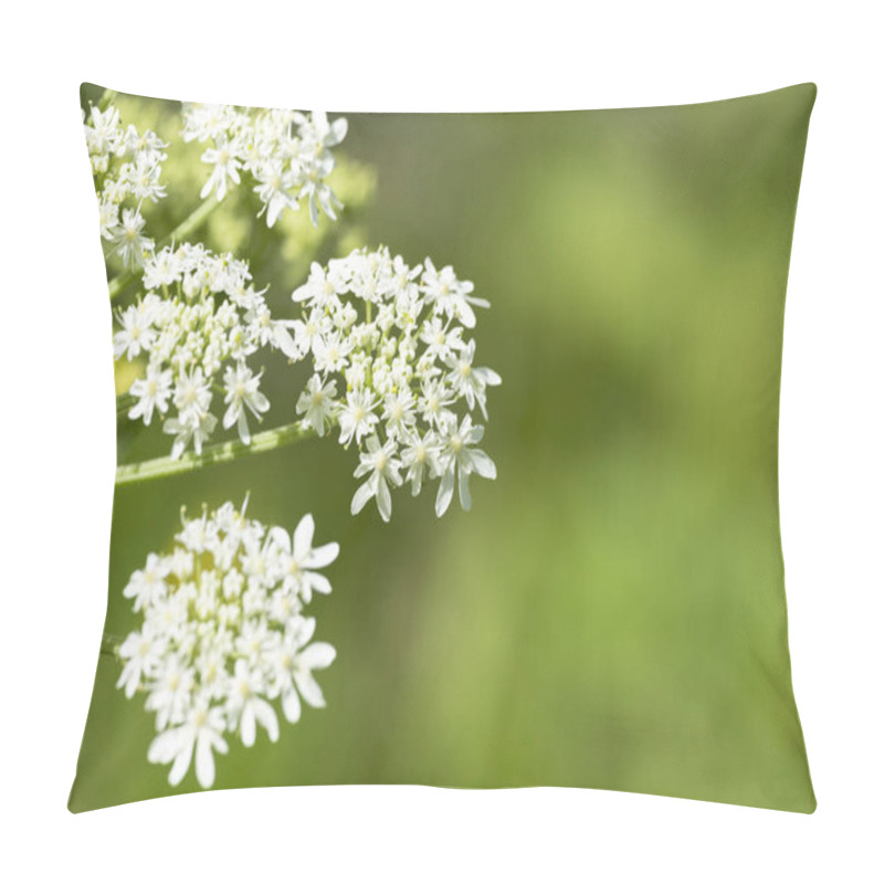 Personality  Flowers Of The Plant Heracleum Sphondylium Close-up During Flowering In The Wild Pillow Covers