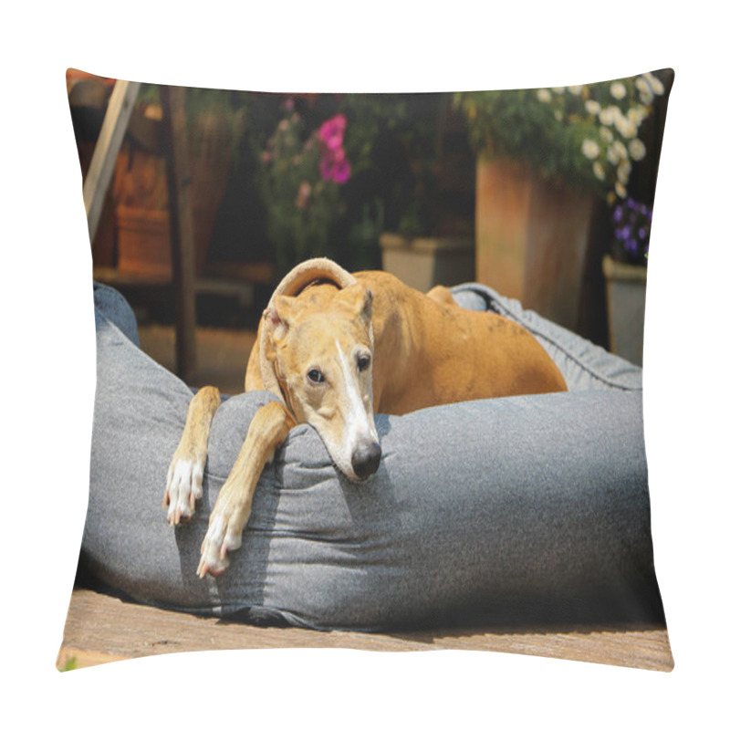 Personality  Beautiful Galgo Is Lying In The Bed On The Terrace In The Sunshine Pillow Covers