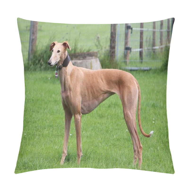 Personality  Brown Galgo Is Standing In The Garden Pillow Covers