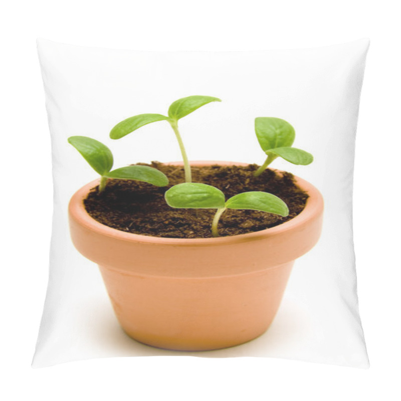 Personality  New Seedlings In Small Pot Pillow Covers