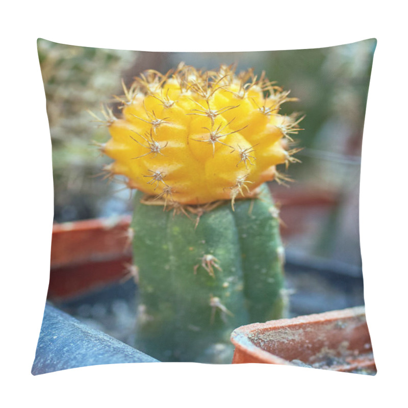 Personality  Miniature Succulent Plants Indoor Plants Cacti Pillow Covers