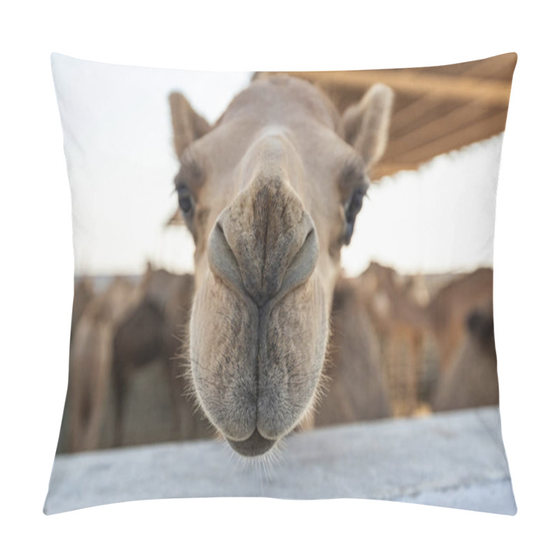 Personality  Camels In The Camel Farm In Manama Bahrain Pillow Covers