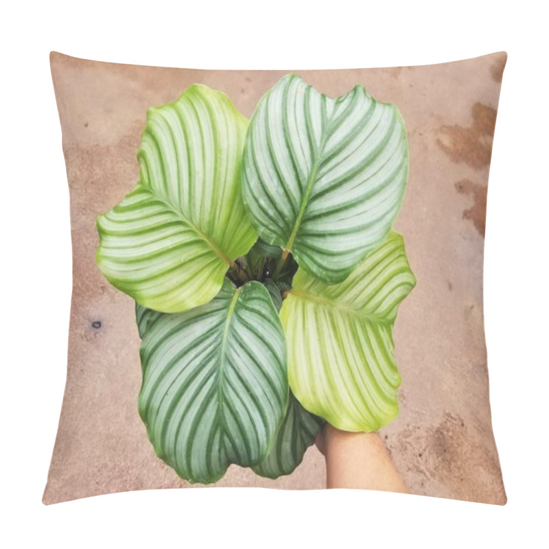 Personality  Beautiful Large Green Leaves Of Calathea Orbifolia Pillow Covers