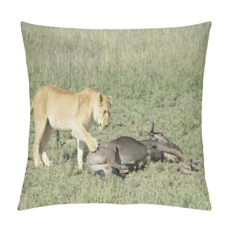 Personality  Lion (Panthera Leo) With Cubs  Pillow Covers