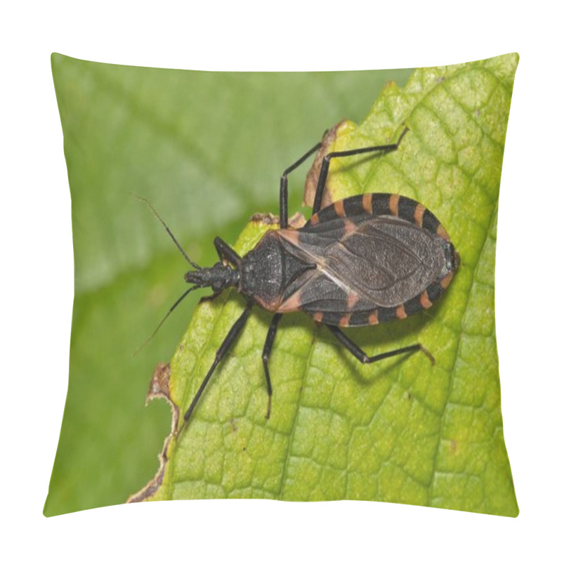 Personality  Eastern Bloodsucking Conenose Kissing Bug (Triatoma Sanguisuga) On A Leaf In Houston, TX. Dangerous Biting Insect That Carries Chagas Disease. Pillow Covers