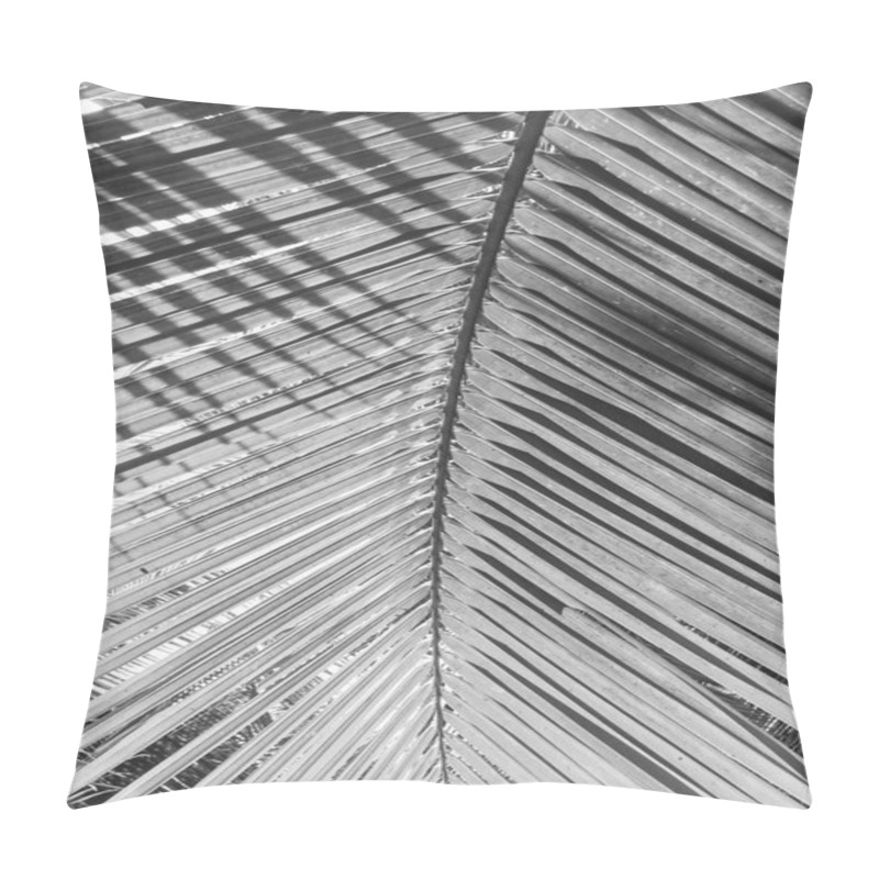 Personality  Palm Tree Branch Against The Light On The Tropical Beach,Style Black And White Pillow Covers