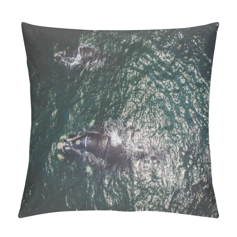 Personality  Aerial View Over A Southern Right Whale And Her Calf Along The Overberg Coast Close To Hermanus In South Africa Pillow Covers