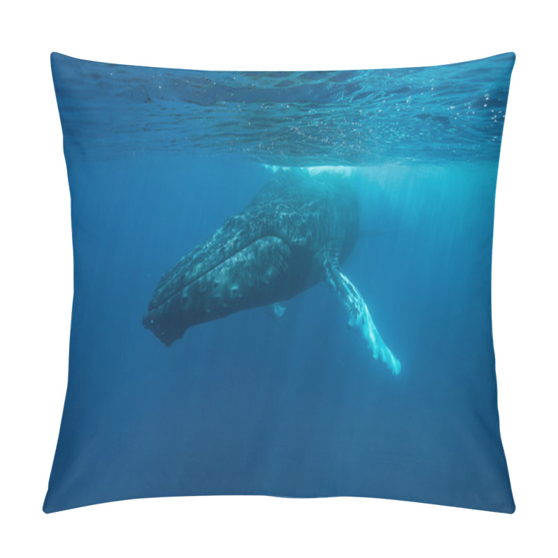 Personality  Humpback Whale Swims In Waters Of The Caribbean Sea. Pillow Covers