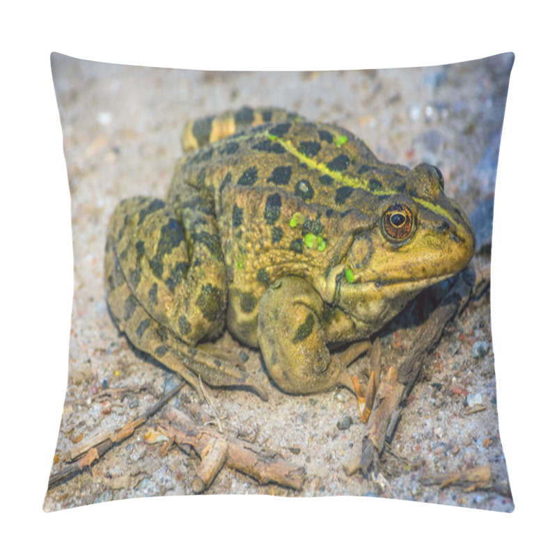 Personality  The Green Frog Sits On The Ground. The Swamp. Nature. Pillow Covers