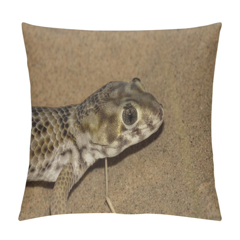 Personality  Gekos - Teratoscincus Scincus. Muyunkum Desert, South Kazakhstan Pillow Covers