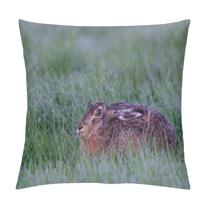 Personality  Brown Hare Are Fear Pillow Covers