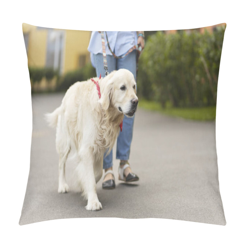 Personality  ?ute Well Groomed Golden Retriever Walking With Latin Woman On Street. Beautiful Pet, Animal Care Concept Pillow Covers