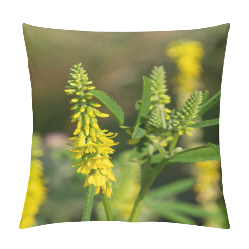 Personality  Close Up Of Sweet Yellow Clover (melilotus Officinalis) Flowers In Bloom Pillow Covers