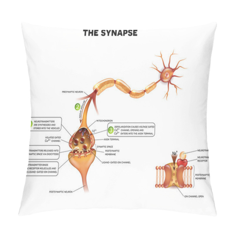 Personality  Synapse Detailed Anatomy Pillow Covers