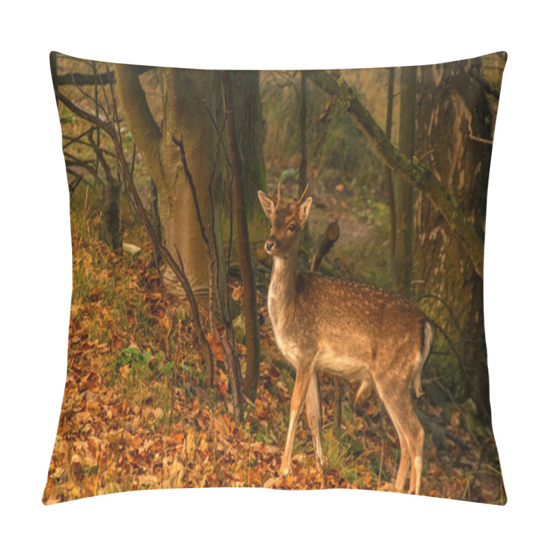 Personality  Young Deer In The Dutch National Park, Amsterdamse Waterleidingduinen Near Amsterdam In Autumn Pillow Covers