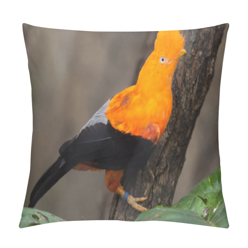 Personality  Andean Cock-of-the-rock Bird Pillow Covers