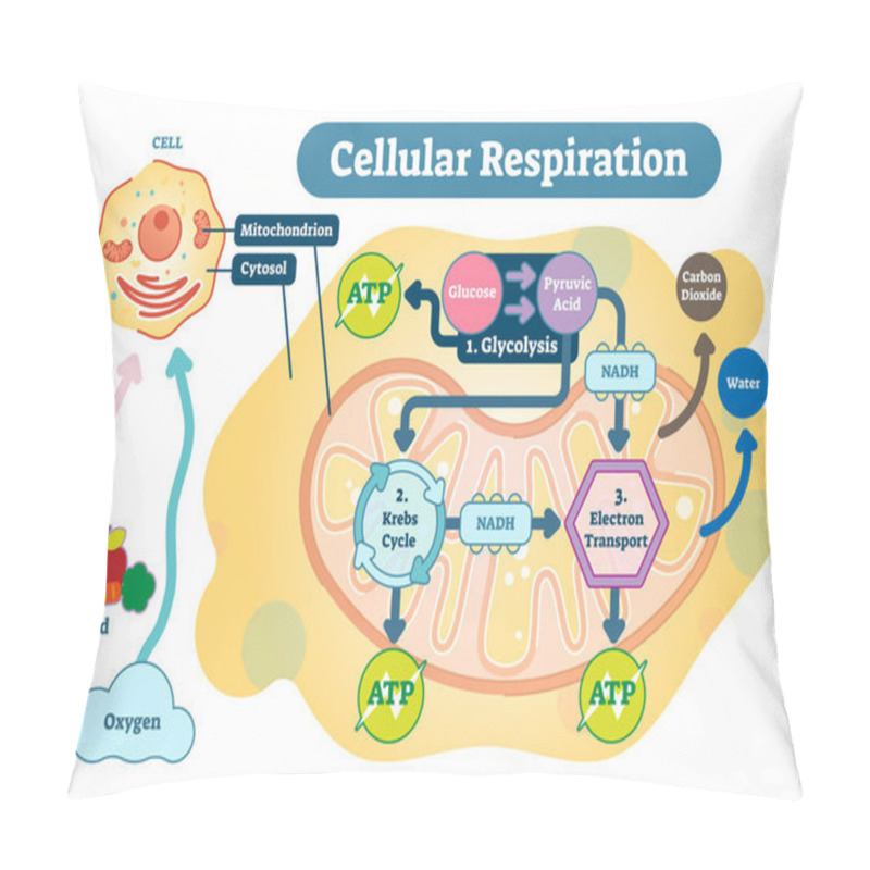 Personality  Cellular Respiration Medical Vector Illustration Diagram, Respiration Process Scheme. Pillow Covers