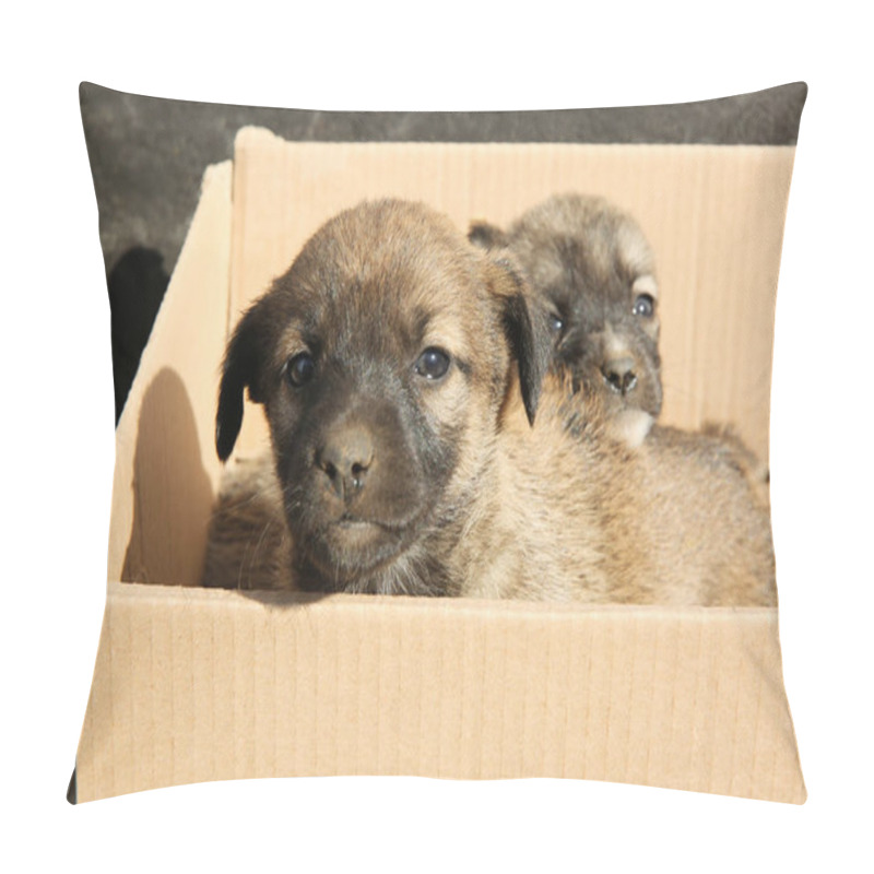 Personality  Stray Puppies In Cardboard Box Outdoors. Baby Animals Pillow Covers