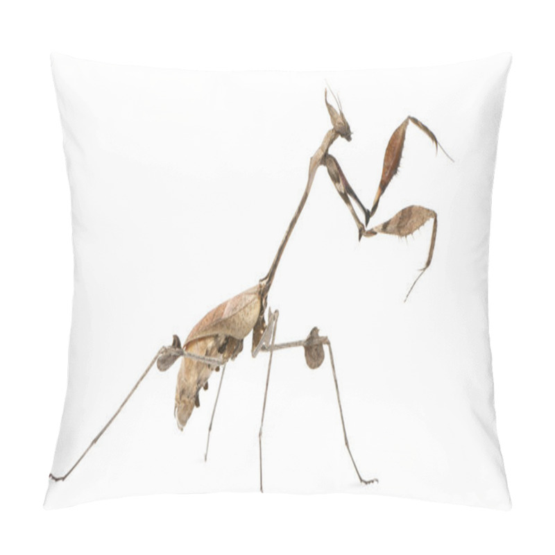 Personality  Wandering Violin Mantis, Gongylus Gongylodes, In Front Of White Background Pillow Covers