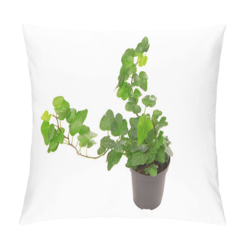 Personality  Isolated  Ivy Houseplant, Green Ivy House Plant On White Background, Studio Shot Of Creeping Plant, Closeup Of Creeper Ivied,  Climbing Plants Is As Single Object,  Home Bindweed, Pot Plant Pillow Covers