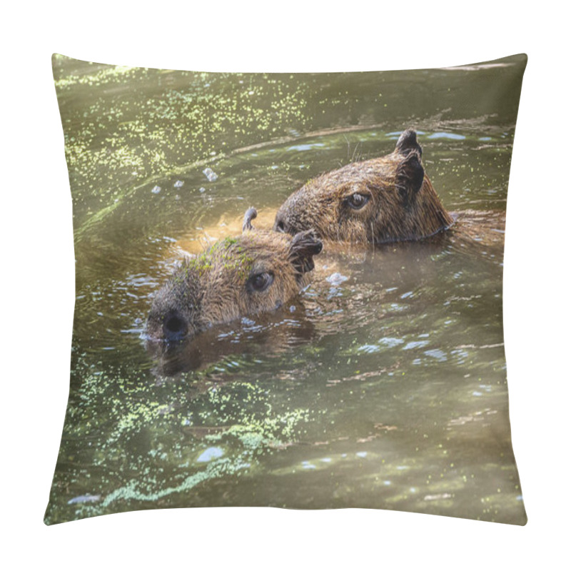 Personality  Capibaras Swim Through The Water Pillow Covers