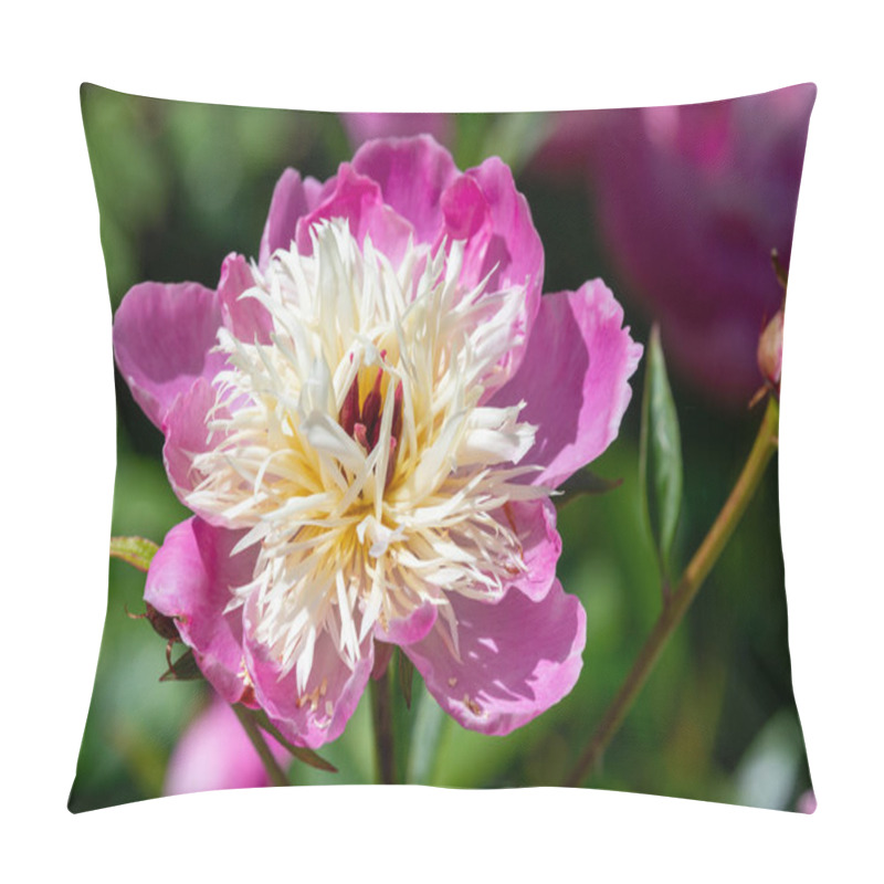 Personality  Close Up Of A Chinese Peony (paeonia Lactiflora) Flower In Bloom Pillow Covers