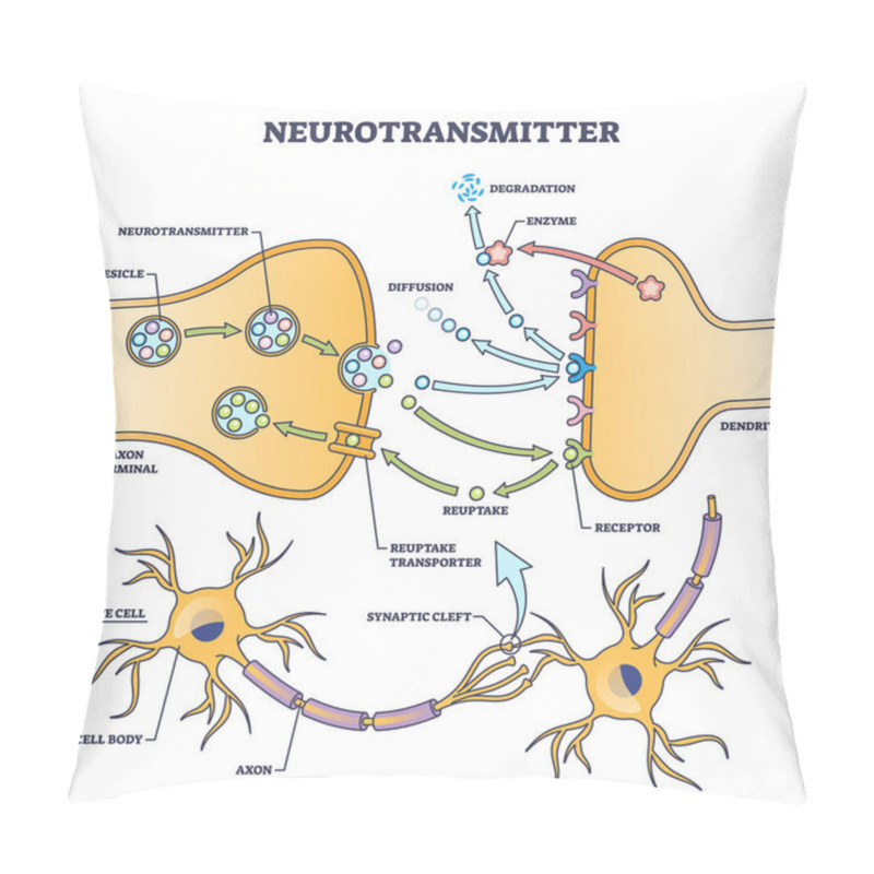 Personality  Neurotransmitter Process Detailed Anatomical Explanation Outline Diagram. Labeled Educational Scheme With Vesicle, Axon Terminal, Enzyme Production And Receptors Vector Illustration. Synapse Impulse. Pillow Covers