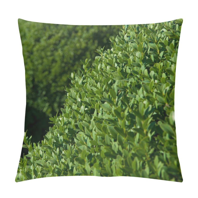 Personality  Topiary Buxus Pillow Covers