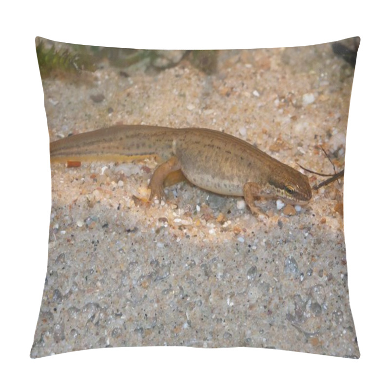 Personality  Detailed Close-up On A Male European Palmate Newt, Lissotriton Helveticus Underwater Pillow Covers