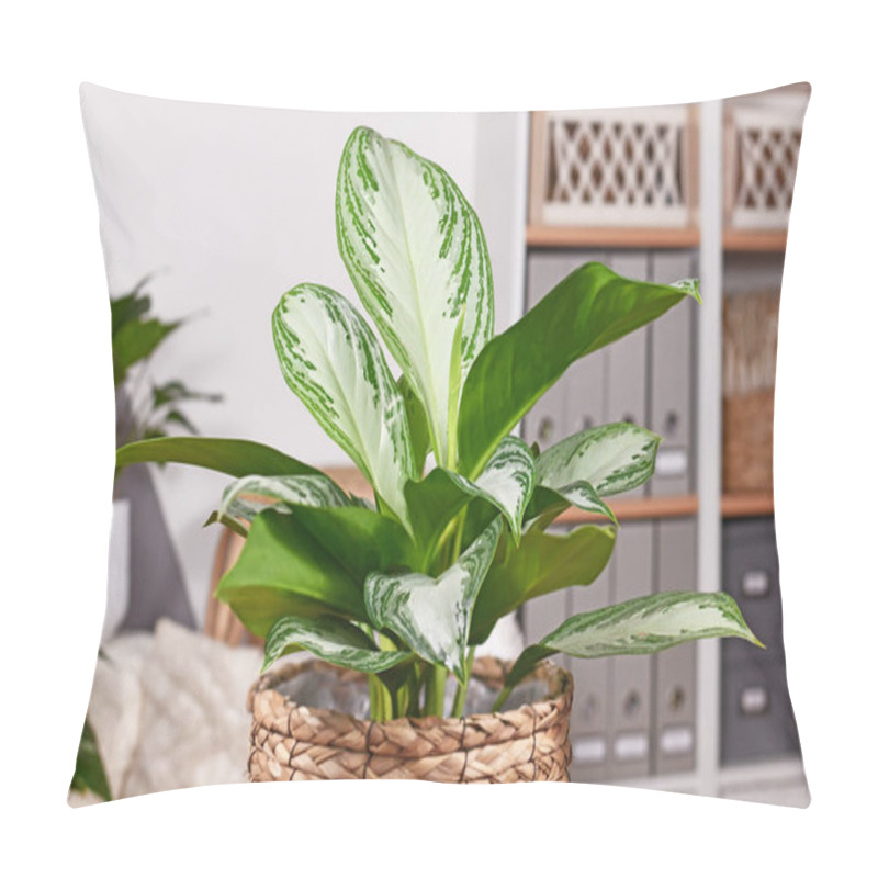 Personality  Potted Tropical 'Aglaonema Silver Bay' Houseplant With Silver Pattern In Basket   Pillow Covers