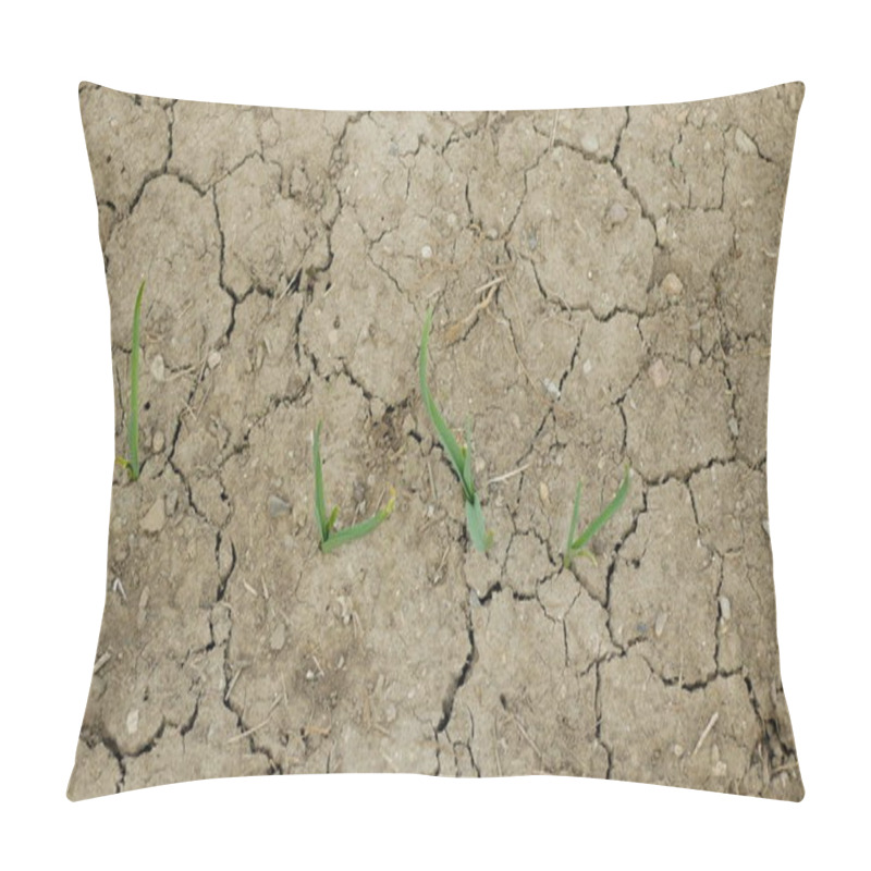 Personality  Very Drought Dry Field Land Leaves Garlic Allium Cepa Drying Up The Soil Cracked, Climate Change, Environmental Disaster Earth Cracks, Death Plants, Soil Degradation, Desertification, Agricultural Pillow Covers