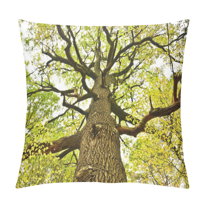 Personality  Big Old Oak Tree In The Autumn Forest Pillow Covers