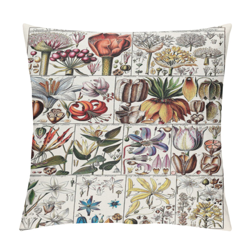 Personality  18th-Century Botanical Chart: Linnaean Plant Classification In A 1795 Instructional Plate By Swiss Scientist And Botanist Johannes Gessner. Pillow Covers