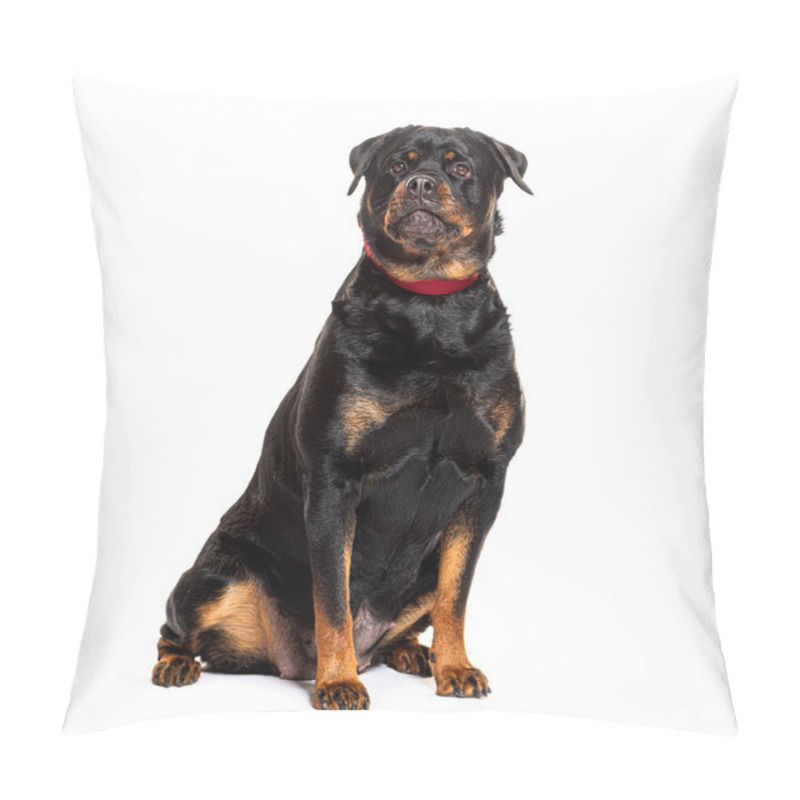 Personality  Portrait Of A Trained Rottweiler Dog Sitting Obediently, Isolated On White Pillow Covers