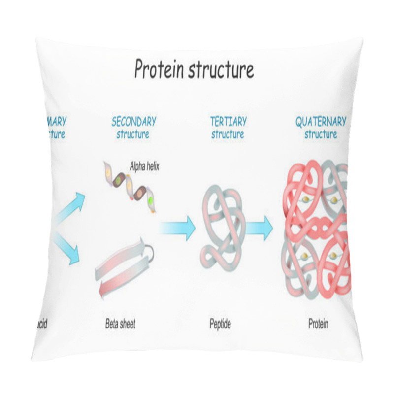 Personality  Protein Structure Levels: Primary, Secondary, Tertiary, And Quaternary. From Amino Acid To Alpha Helix, Beta Sheet, Peptide, And Protein Molecule. Concept. Vector Illustration. Pillow Covers