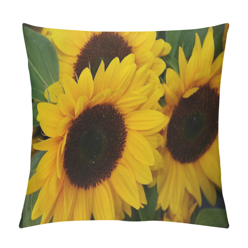 Personality  Close-up Of Sunflowers, Helianthus Annuus Pillow Covers