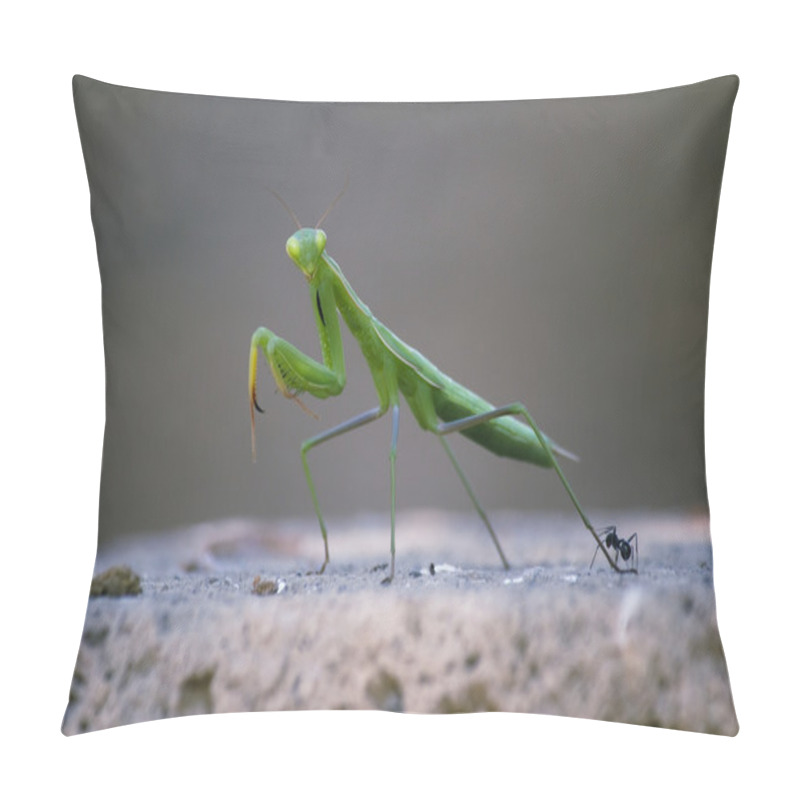 Personality  Praying Mantis With Ant Pillow Covers