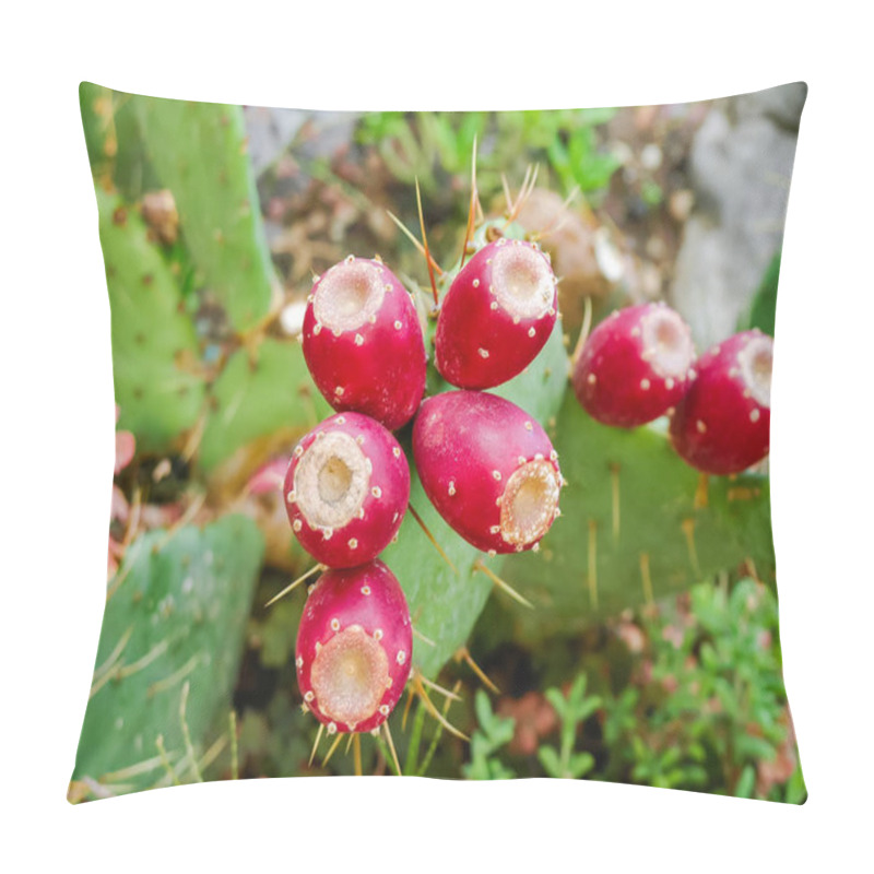 Personality  Ripe Red Fruits Of The Coastal Prickly Pear - Subspecies Of Opuntia On The Stems, Top View Close-up In Selective Focus Pillow Covers