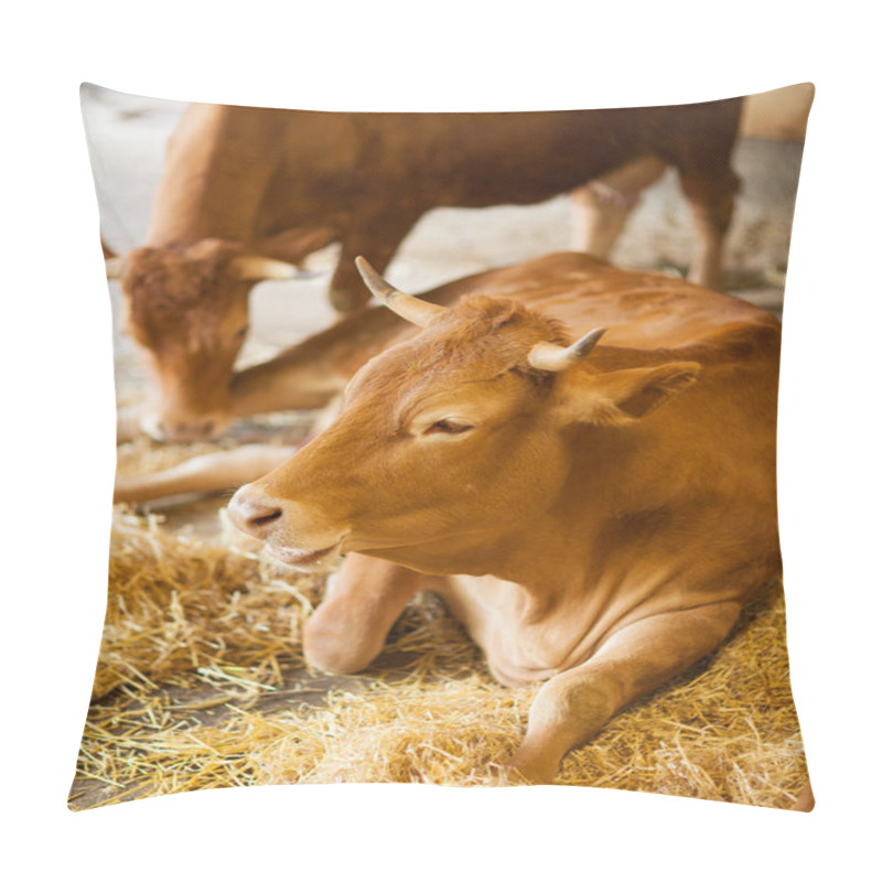 Personality  Cute, Clean, Healthy And Happy Cow In A Barn, Relaxing In Fresh Straw, Beautiful Yellow Sunlight, Can Be Used As Background Pillow Covers