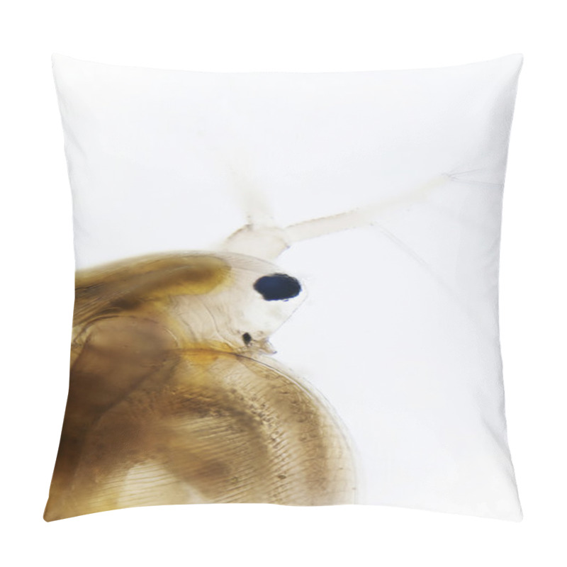 Personality  Plankton Pillow Covers