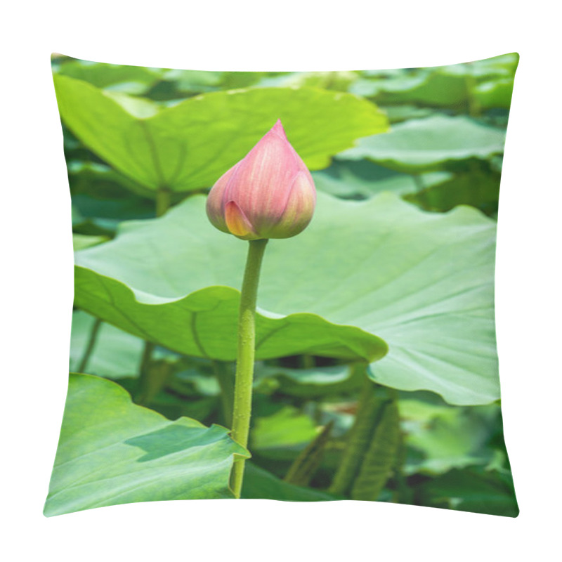 Personality  Close-up Of A Lotus Flower Bud That Is About To Bloom, Lotus Leaf Lotus Pond Pillow Covers