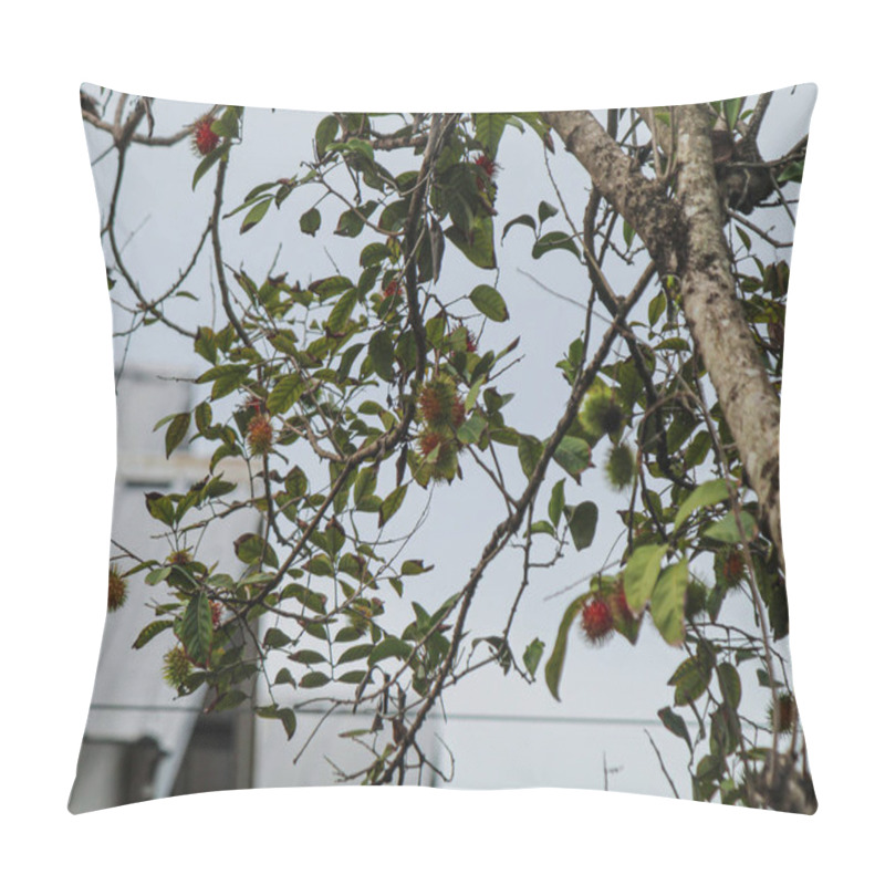 Personality  Rambutan Is Starting To Bear Fruit, Background Of The Sky Pillow Covers