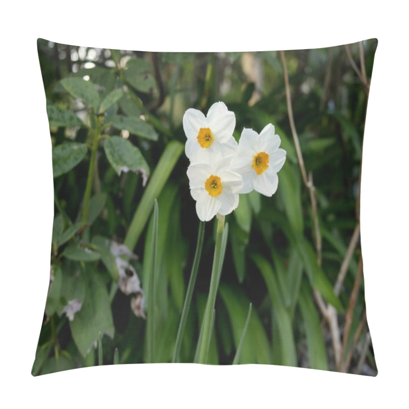 Personality  Bunch-flowered Daffodil Flowers In Spring, Narcissus Tazetta Flowers Close Up Pillow Covers