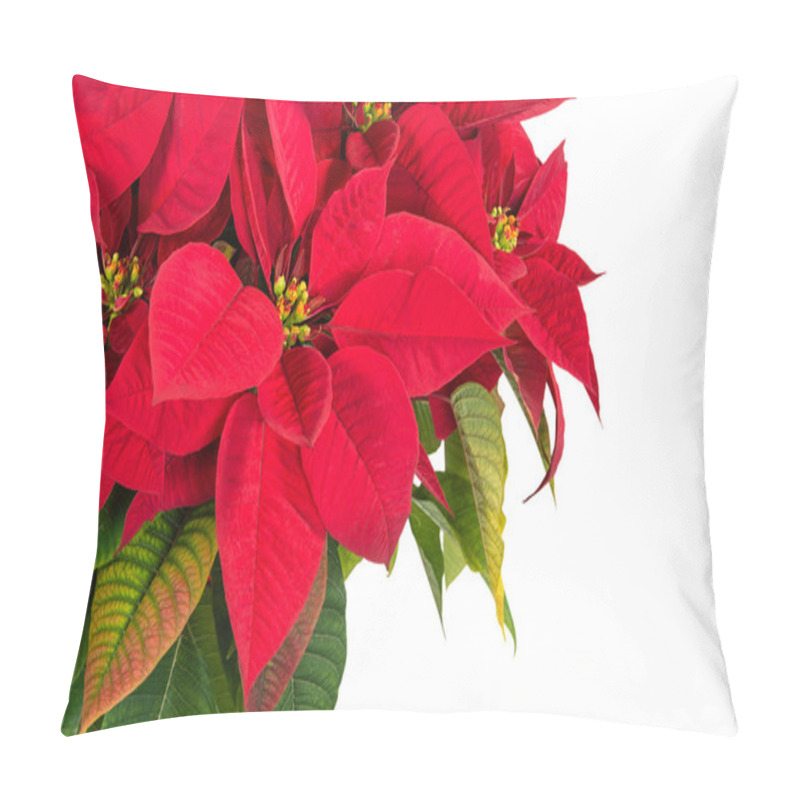 Personality  Red Poinsettia Flower (Euphorbia Pulcherrima) Pillow Covers