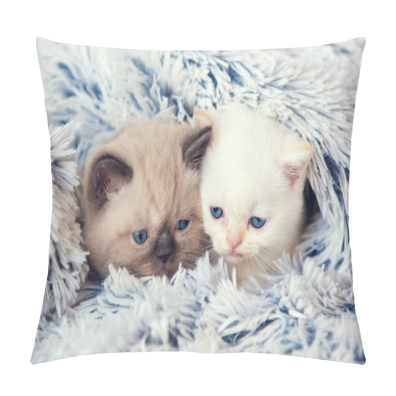 Personality  Two Cute Little Kittens Peeking Out From Under The Soft Warm Fluffy Blanket Pillow Covers